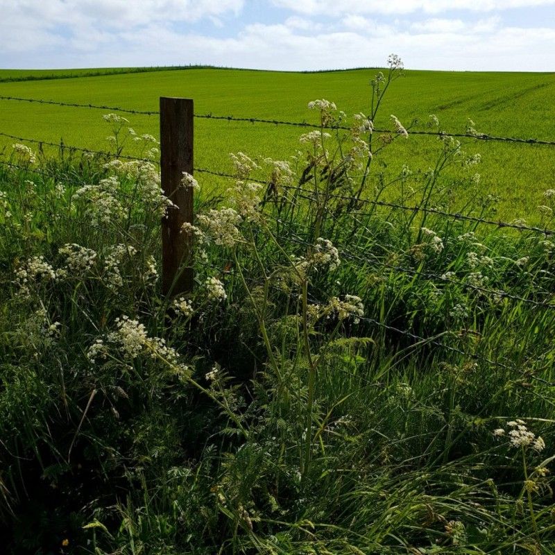 View of a hedgerow and field on a sunny day
